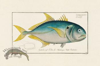 BLOCH FISH 340
